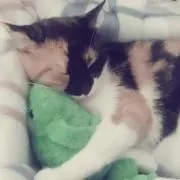 ゆきみだいふく