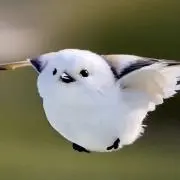 mamiの画像
