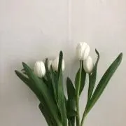 フォスの画像
