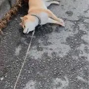 スイの画像