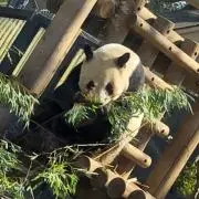 スーの画像
