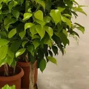 ぬーぴけーの画像
