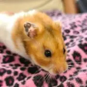 あいらぶショコラ☆