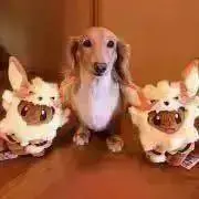 ねごまの画像