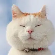 バンブー