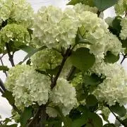 Whiteの画像