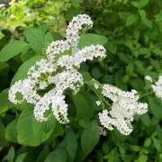 Naturelle☆プロフ確認必須の画像