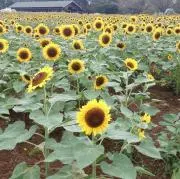 ericobの画像