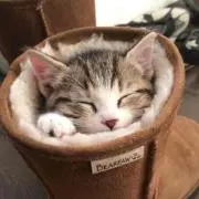 MiNTの画像