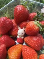 亜種の画像