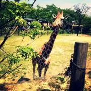 さち