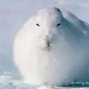 こはる