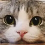 カボチャの画像