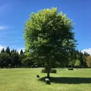 ケン