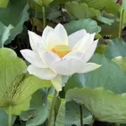 立花の画像