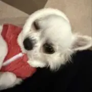 てん