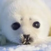 はちみつの画像