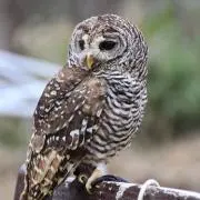 えゆみ