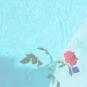 ぴかの画像