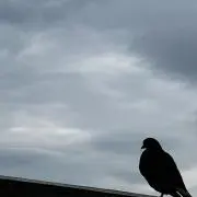 とりさんの画像