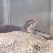 こけさんの画像
