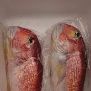 ボコたんの画像