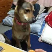 てつじん