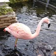 FLAMINGO