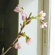 flor_cuore