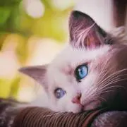 yuki