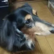あゆみ