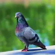 Merayaの画像