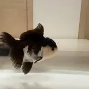アバネロの画像