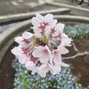 maの画像