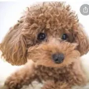 Cococoの画像