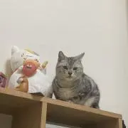 ハイの画像