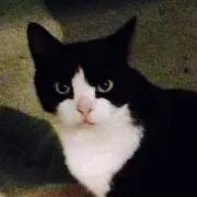 セキレイの画像