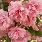 haruneko327の画像