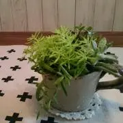 ナオ