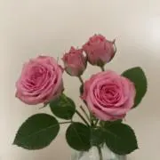 maryの画像