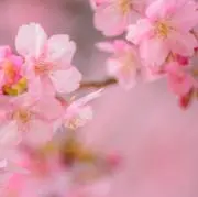 M ✿ 24h即購入OK ✿の画像