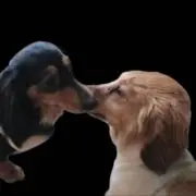Boyの画像
