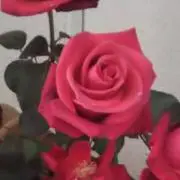 マダムの画像