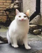 ぽんた