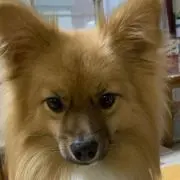 ひとみの画像