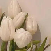 yの画像