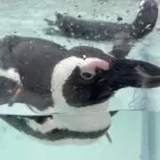 ゆとこの画像