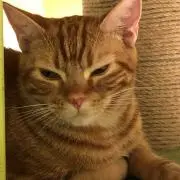 り