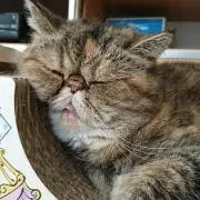 きたひでの画像