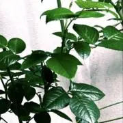 PYAの画像